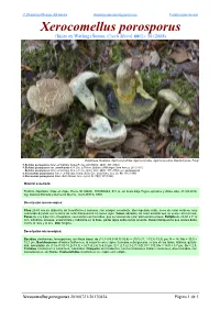 Xerocomellus Porosporus Xerocomellus
