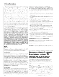 Chromosome Cohesion Is Regulated by a Clock Gene Paralogue TIM-1