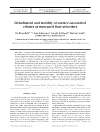 Detachment and Motility of Surface-Associated Ciliates at Increased Flow Velocities