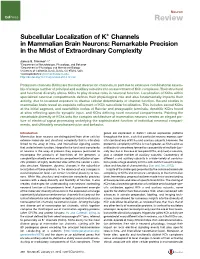 Subcellular Localization of K+ Channels in Mammalian Brain Neurons: Remarkable Precision in the Midst of Extraordinary Complexity