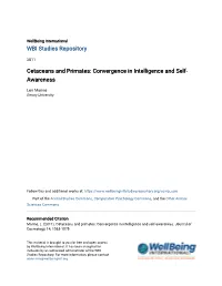 Cetaceans and Primates: Convergence in Intelligence and Self- Awareness