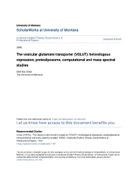 The Vesicular Glutamate Transporter (VGLUT): Heterologous Expression, Proteoliposome, Computational and Mass Spectral Studies