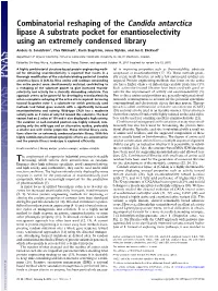 Combinatorial Reshaping of the Candida Antarctica Lipase a Substrate Pocket for Enantioselectivity Using an Extremely Condensed Library