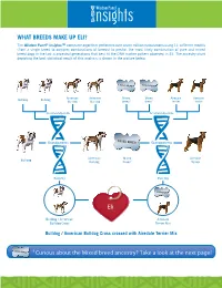 What Breeds Make up Eli?
