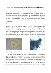 Glomus : Structure and Characteristic Features