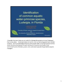 Ludwigia ID Guide