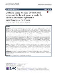 Oxidative Stress-Induced Chromosome Breaks Within