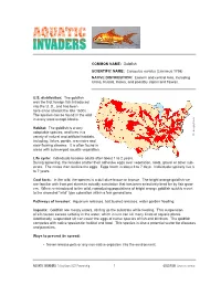 AQUATIC INVADERS a Sea Grant/AZA Partnership 1 Goldfish Carassius Auratus • Make Sure That in the Event of a Flood, the Fish, Plants, Snails, Etc
