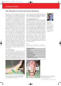The Tibial Nerve and Tarsal Tunnel Syndrome