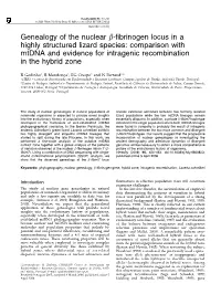 Genealogy of the Nuclear Β-Fibrinogen Locus in a Highly Structured Lizard