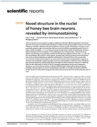 Novel Structure in the Nuclei of Honey Bee Brain Neurons Revealed by Immunostaining Paul J