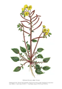 Revised Classification of the Onagraceae