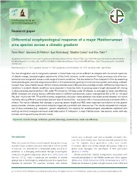 Differential Ecophysiological Response of a Major Mediterranean Pine
