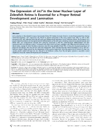 The Expression of Irx7 in the Inner Nuclear Layer of Zebrafish Retina Is Essential for a Proper Retinal Development and Lamination