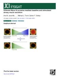Different Munc18 Proteins Mediate Baseline and Stimulated Airway Mucin Secretion