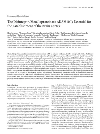 The Disintegrin/Metalloproteinase ADAM10 Is Essential for the Establishment of the Brain Cortex