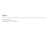 Peter Takizawa Department of Cell Biology •Bone Structure and Composition