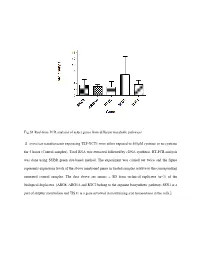 Fig.S1 Real-Time PCR Analysis of Select Genes from Different Metabolic Pathways S. Cerevisiae Transformants Expressing TEF-YCT1