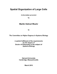 Spatial Organization of Large Cells