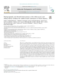 Phylogeographic and Diversification Patterns of the White-Nosed Coati