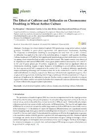 The Effect of Caffeine and Trifluralin on Chromosome Doubling in Wheat