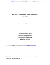 Non-Canonical Apical Constriction Shapes Emergent Matrices in C