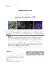 Synthetic Brainbows