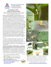 Untangling the Web… Spiders in Arizona Fields! Ayman Mostafa, Lydia M