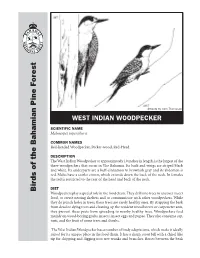 West Indian Woodpecker Hasanumber of Nuts, Sometrees and Shrubs