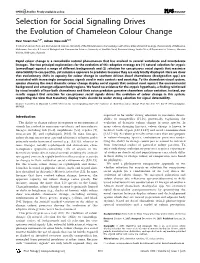 Selection for Social Signalling Drives the Evolution of Chameleon Colour Change