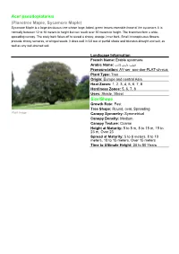 Acer Pseudoplatanus (Planetree Maple, Sycamore Maple) Size/Shape
