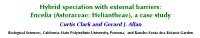 Hybrid Speciation with External Barriers: Encelia