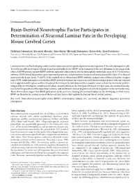 Brain-Derived Neurotrophic Factor Participates in Determination of Neuronal Laminar Fate in the Developing Mouse Cerebral Cortex