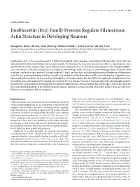 Doublecortin (Dcx) Family Proteins Regulate Filamentous Actin Structure in Developing Neurons