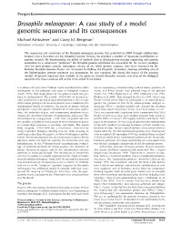 Drosophila Melanogaster: a Case Study of a Model Genomic Sequence and Its Consequences