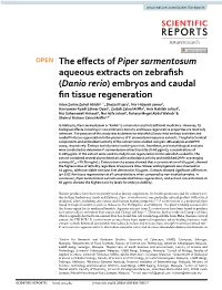 The Effects of Piper Sarmentosum Aqueous Extracts on Zebrafish