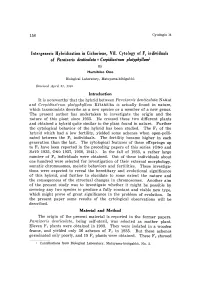 It Is Noteworthy That the Hybrid Between Paraixeris Denticulata