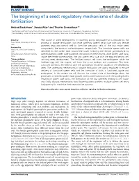 Regulatory Mechanisms of Double Fertilization