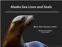 Alaska Sea Lions and Seals