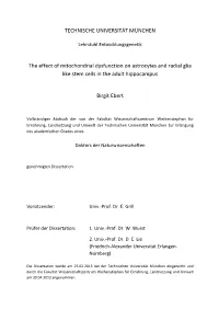 TECHNISCHE UNIVERSITÄT MÜNCHEN the Effect Of
