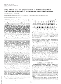 Fifty-Million-Year-Old Polymorphism at an Immunoglobulin Variable Region Gene Locus in the Rabbit Evolutionary Lineage