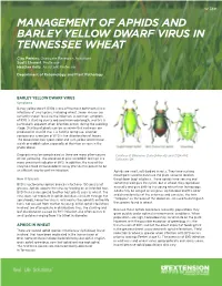 Barley Yellow Dwarf Virus Aphids in Wheat