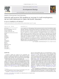 Autocrine and Paracrine Shh Signaling Are Necessary for Tooth Morphogenesis, but Not Tooth Replacement in Snakes and Lizards (Squamata)