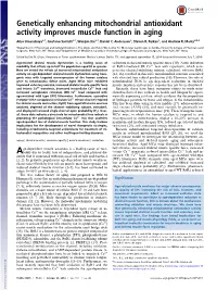 Genetically Enhancing Mitochondrial Antioxidant Activity Improves Muscle Function in Aging