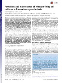 Formation and Maintenance of Nitrogen-Fixing Cell Patterns in Filamentous Cyanobacteria