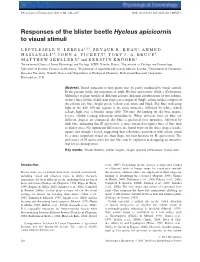 Responses of the Blister Beetle Hycleus Apicicornis to Visual Stimuli