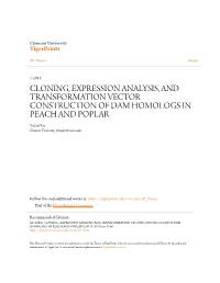 CLONING, EXPRESSION ANALYSIS, and TRANSFORMATION VECTOR CONSTRUCTION of DAM HOMOLOGS in PEACH and POPLAR Yuhui Xie Clemson University, Yxie@Clemson.Edu