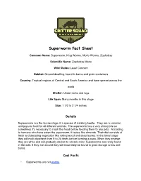 Superworm Fact Sheet