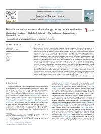 Determinants of Aponeurosis Shape Change During Muscle Contraction