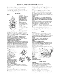 Quercus Palustris